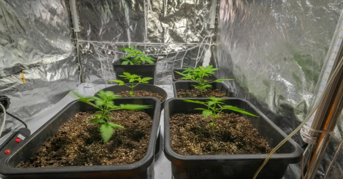 Young cannabis plants growing in pots inside a reflective home grow tent in Ohio