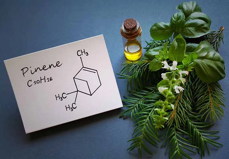 Card showing the pinene chemical structure beside pine needles, fresh basil and a small vial of essential oil