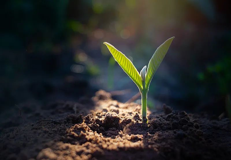 Young green seedling sprouting from dark soil in soft morning sunlight