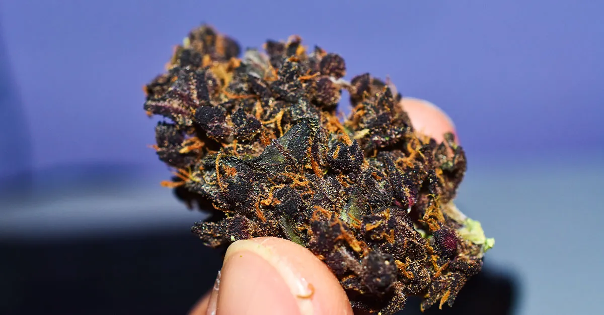 Fingers holding a dense, dark purple cannabis bud with orange pistils