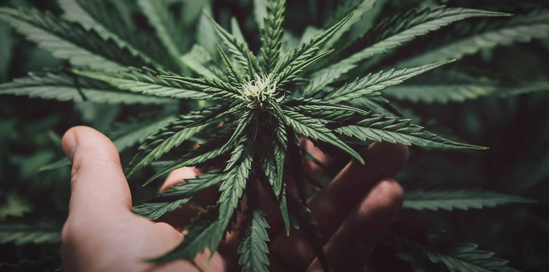 Hand cupping the top of a cannabis plant with narrow leaves in a dark grow room