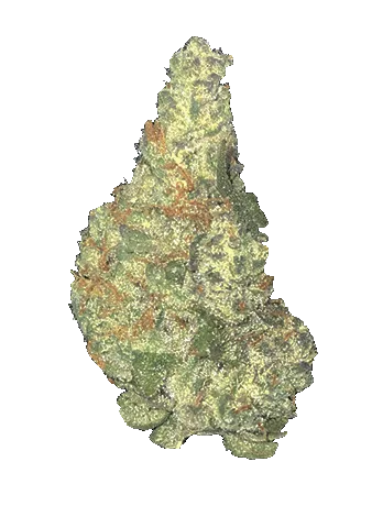 Riviera Creek Garlic Cookies indica cannabis bud with orange pistils