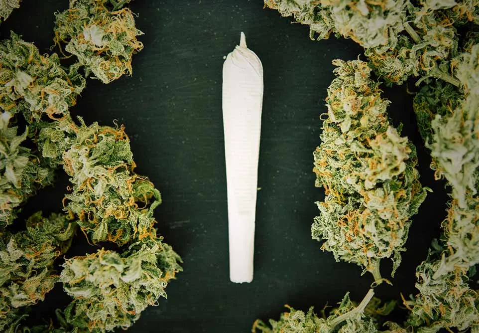 Rolled joint lying between cannabis buds on a dark background