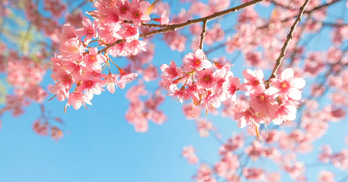 Pink sakura cherry blossoms against a clear blue sky