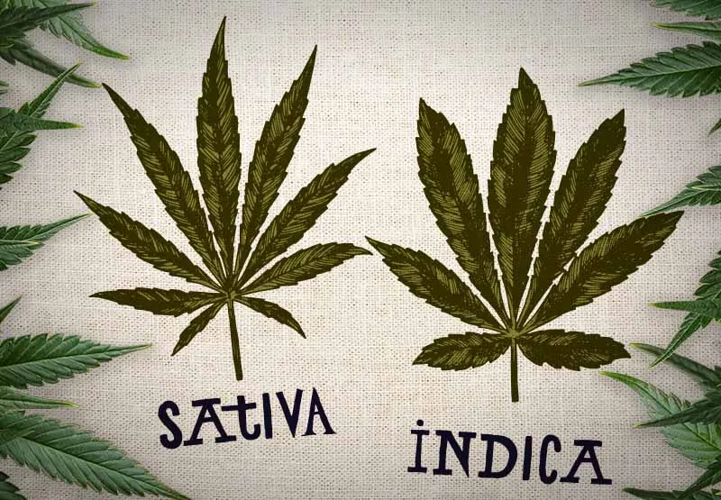 Illustration comparing a narrow-leaf sativa cannabis leaf with a broad-leaf indica leaf