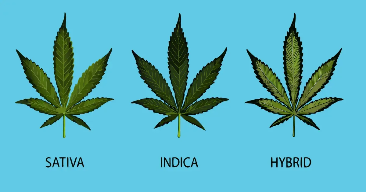 Three cannabis leaves labeled sativa, indica and hybrid, showing narrow, broad and in-between leaf shapes