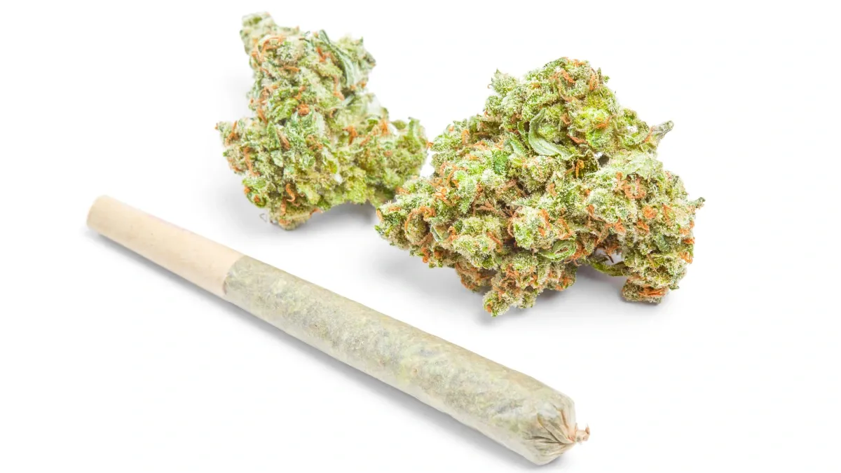 A single cannabis pre-roll filled with ground flower