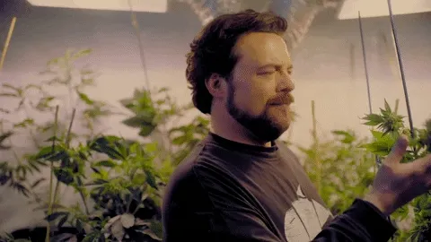 Bearded man inhaling the aroma of cannabis plants in an indoor grow room