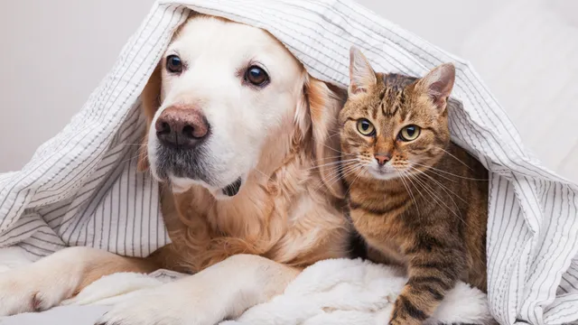 Golden retriever and tabby cat snuggled together under a striped blanket