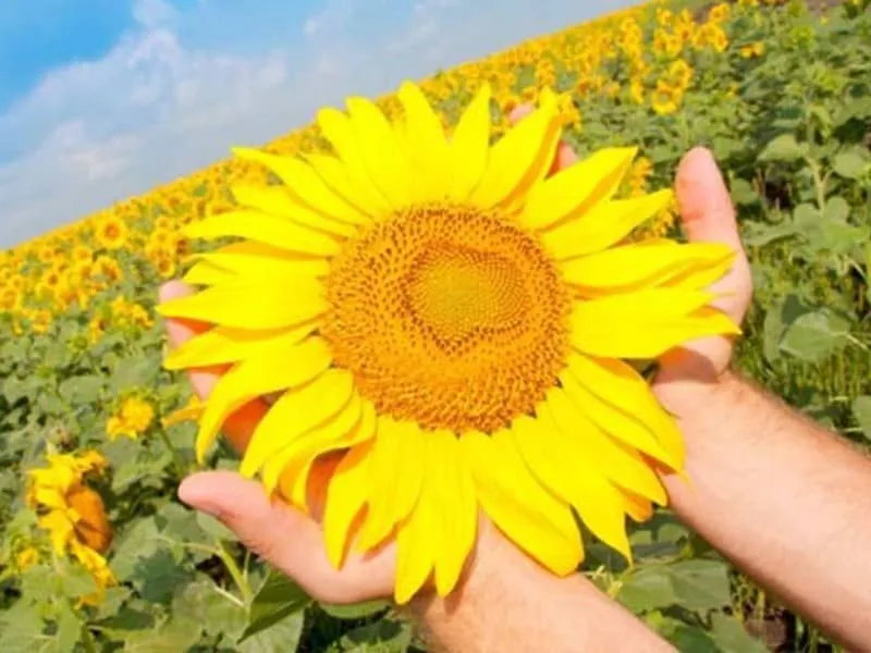 Hands holding a large yellow sunflower bloom in a sunflower field, a source of sunflower lecithin