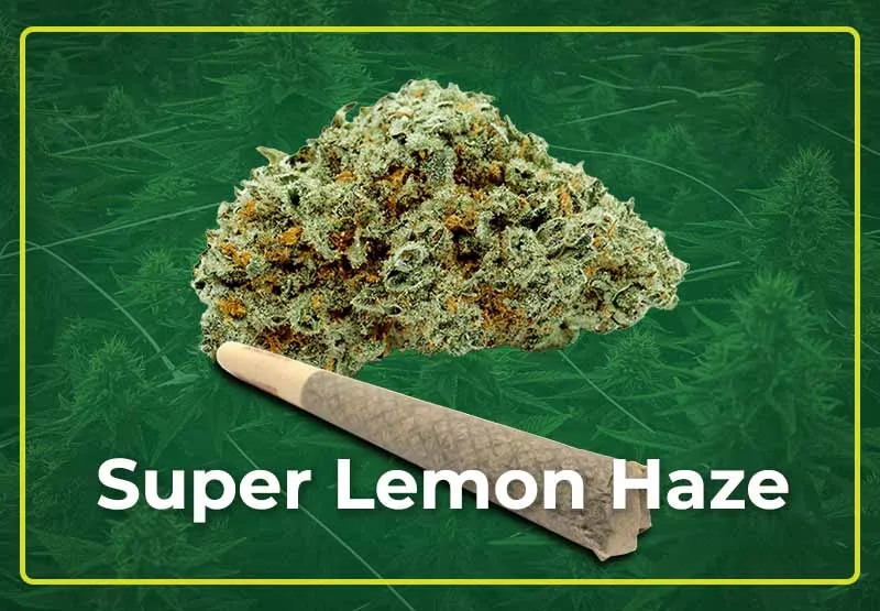 Super Lemon Haze cannabis bud and a pre-rolled joint on a green background