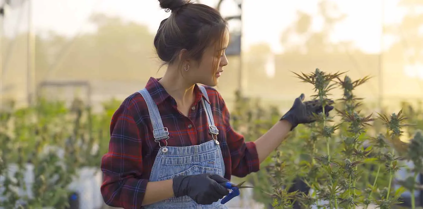 Woman cultivator in overalls inspecting cannabis plants in a greenhouse