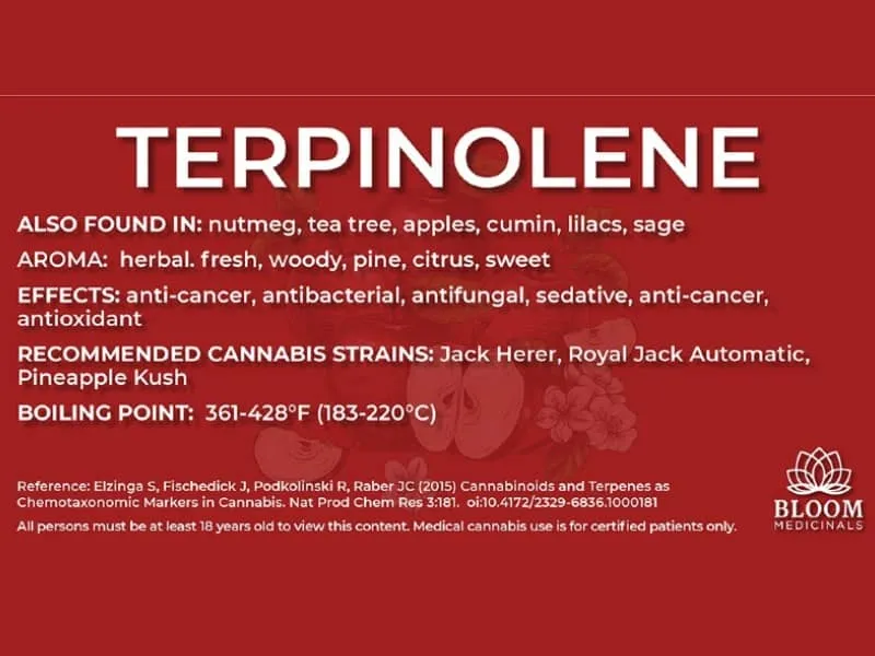 Red Bloom terpene info card for terpinolene listing where it is found, its aroma, effects, recommended strains and boiling point