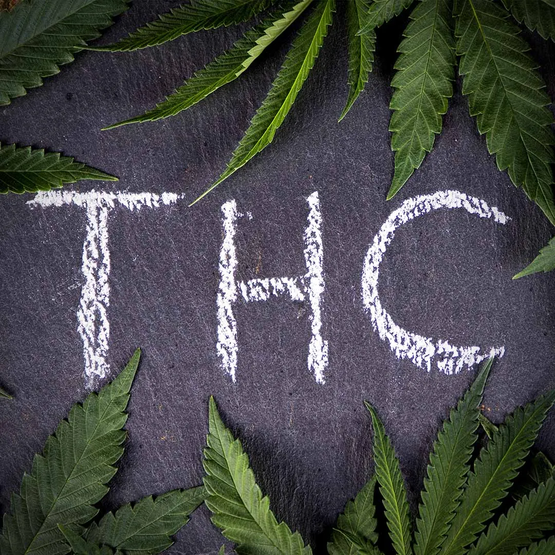 THC written in chalk on a dark slate surrounded by cannabis leaves
