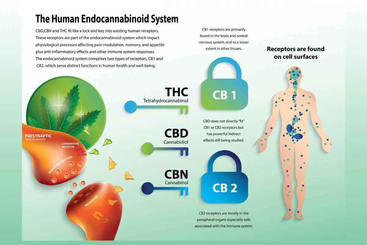 Infographic of the human endocannabinoid system showing THC, CBD and CBN alongside CB1 and CB2 receptors located throughout the body