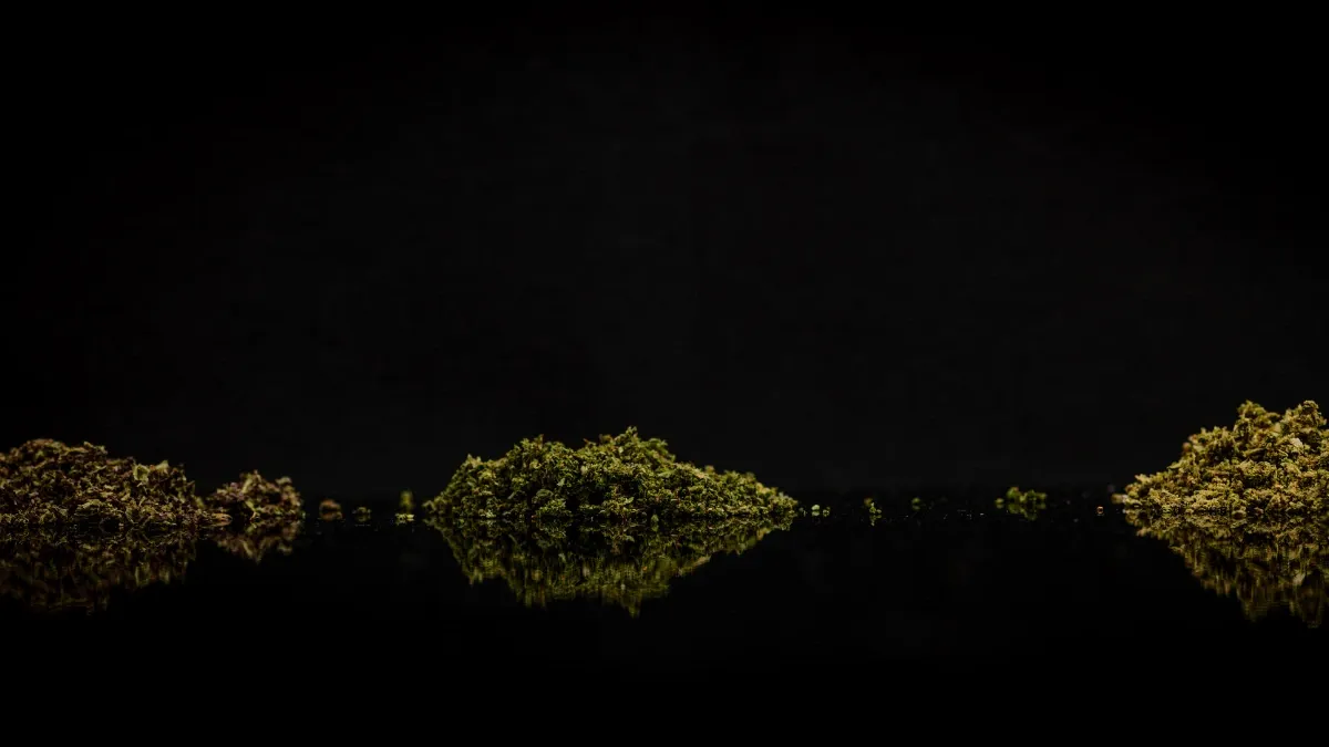 Three piles of ground cannabis flower from different weed strains, side by side on a dark background