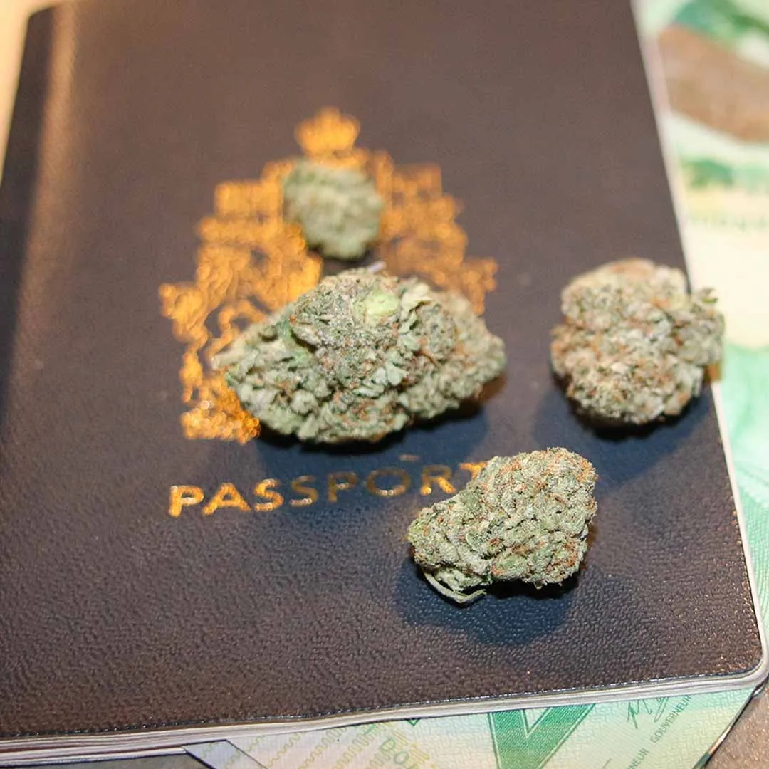 Cannabis buds resting on a passport