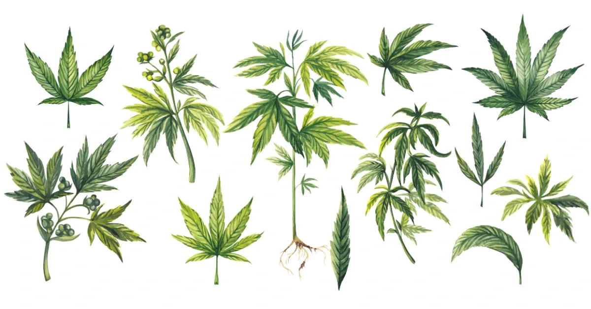 Watercolor botanical illustrations of cannabis leaves and plants