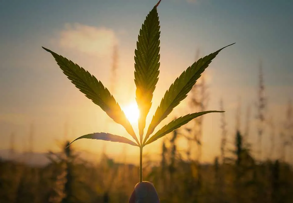 Cannabis leaf silhouetted against the setting sun over a field