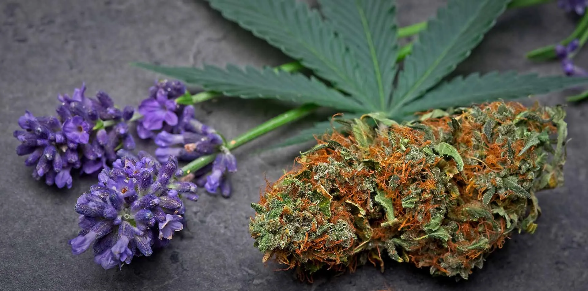Cannabis bud beside sprigs of fresh lavender, a source of the terpene linalool