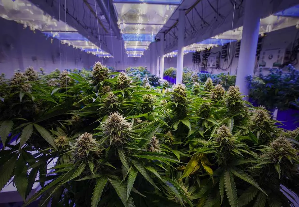 Rows of flowering cannabis plants under grow lights in a large indoor cultivation facility